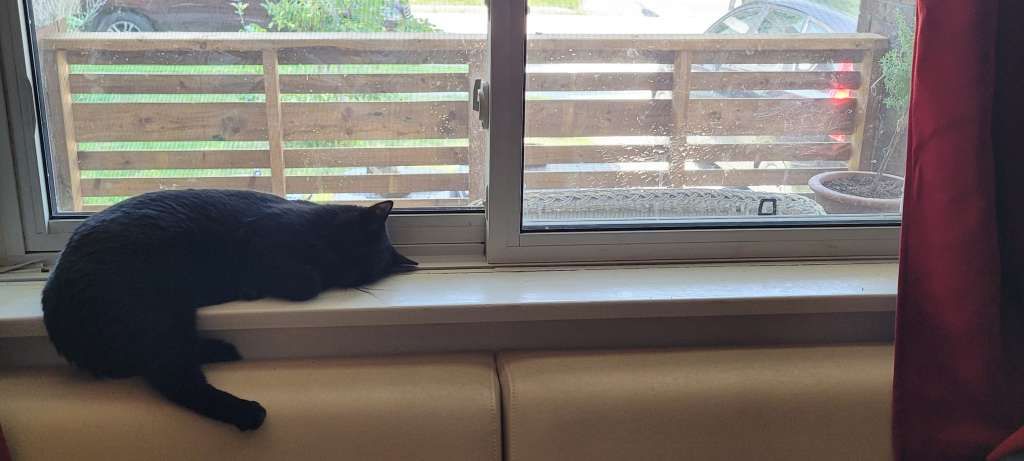 9mo black kitten zonked out on the shady windowsill